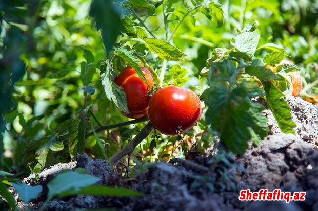 Xaçmaz pomidoru bol olacaq — Yaxın günlərdə Bakı bazarlarında