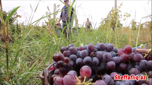 İsmayıllının İvanovka kəndində yüzlərlə ton üzüm yığılır.-FOTO