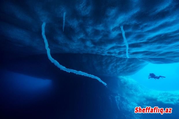 Alimlər Antarktika buz şelfinin altında qeyri-adi canlılar aşkar ediblər