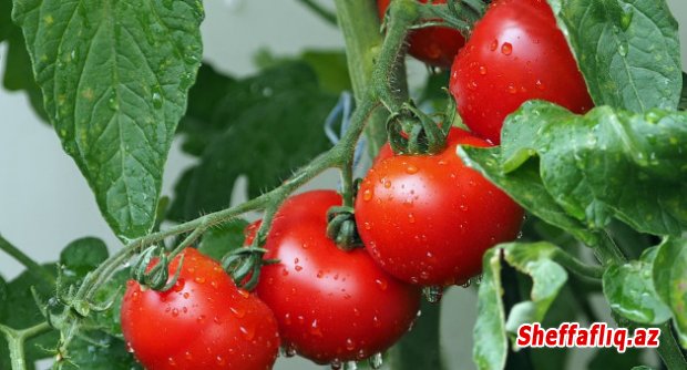 Rusiyalı mütəxəssislər Azərbaycandakı pomidor istehsalı müəssisələrini yoxlayacaq
