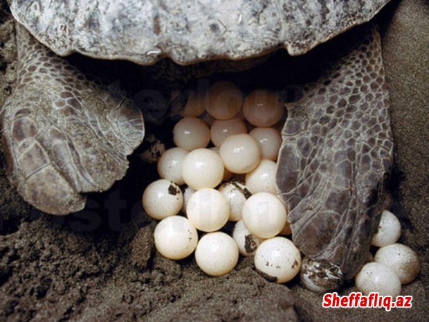 Tısbağa yumurtası faydaları və zərərləri
