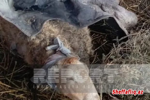 Kürdəmirdə canavarların hücumu nəticəsində 10 baş xırdabuynuzlu heyvan tələf olub