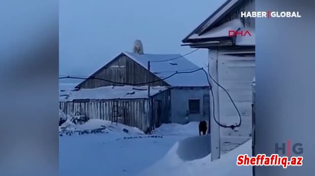 Rusiyada ağ ayı evin damına çıxdı