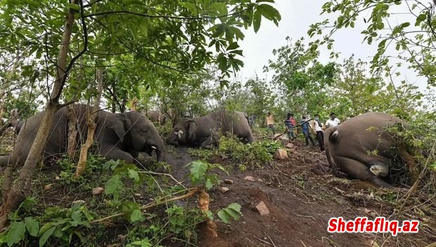 Hindistanda eyni zamanda 18 fil müəmmalı şəkildə ölüb - FOTO