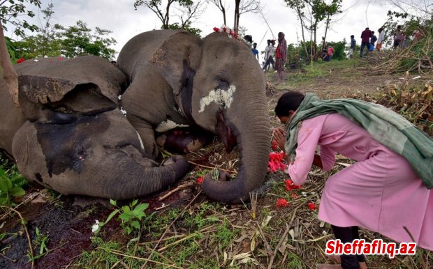 Hindistanda elektrik cərəyanı azı 600 fili öldürüb