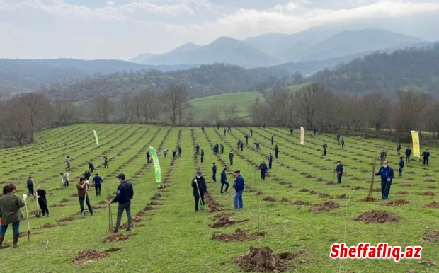 Gələn il Azərbaycanda 3 milyon ağacın əkilməsi planlaşdırılır
