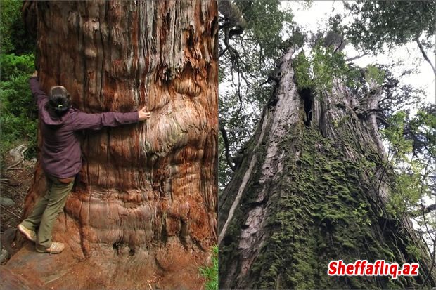 Dünyanın 5484 illik ən yaşlı ağacı