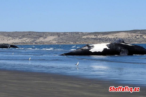 Argentina sahillərində 30 yaxın balina özünü sahilə atıb