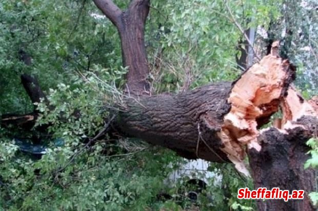 Daşkəsəndə 30 yaşlı kişi ağac kəsən zaman faciəli şəkildə öldü