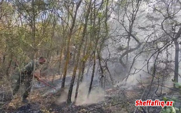 Şamaxıda yanğın məhdudlaşdırılıb, soyutma işləri aparılır