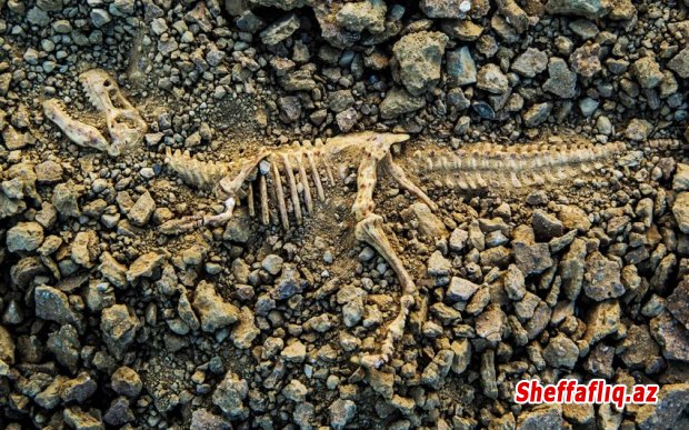 Çində yaşı 90 milyon ilə qədər olan dinozavr qalıqları aşkar edilib