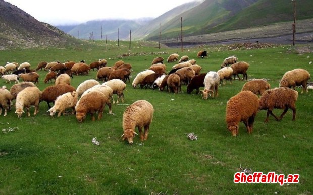 Örüş torpaqları hazırda tələbatı ödəmir, məsələyə yenidən baxılır