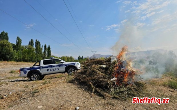 Naxçıvanda 8 tona yaxın çətənə kolu məhv edilib