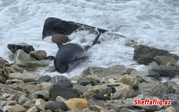 Kerç boğazında mazut sızıntısından sonra 80-dən çox ölü delfin tapılıb Kerç boğazında mazut sızıntısından sonra 80-dən çox ölü delfin tapılıb