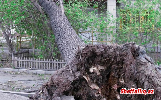 Ötən gün Bakıda güclü küləyə görə 12 ağac aşıb Ötən gün Bakıda güclü küləyə görə 12 ağac aşıb