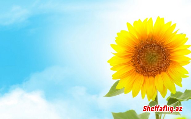 Sabah Bakıda havanın temperaturu 25 dərəcəyədək yüksələcək