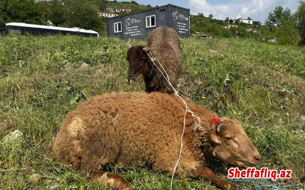 Şuşada qurban kəsilərək sakinlərə paylanılıb