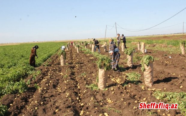 Cəlilabadda yığılan kartofun yarıdan çoxu xaricə ixrac olunub Cəlilabadda yığılan kartofun yarıdan çoxu xaricə ixrac olunub