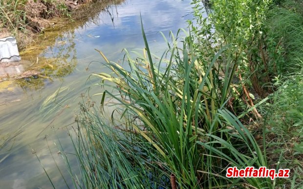 Ağstafada tullantı sularının qanunsuz axıdılmasına görə iki nəfər cərimələnib