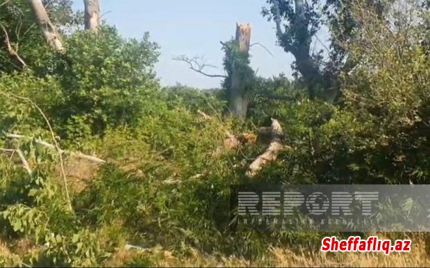 Güclü külək Xaçmazda fəsadlar törədib, onlarla kənd işıqsız qalıb