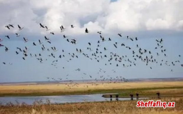Latviyadan Azərbaycana diri quş və quşçuluq məhsullarının idxalına məhdudiyyət qoyulub Latviyadan Azərbaycana diri quş və quşçuluq məhsullarının idxalına məhdudiyyət qoyulub