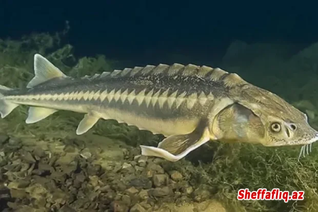 Xəzəryanı ölkələr nərə balığının ovuna qoyulmuş qadağanı 2026-cı ilə qədər uzadıblar