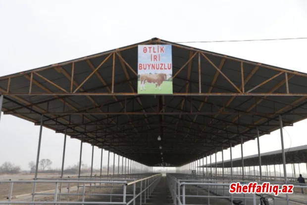 İmişlidə heyvan satışı bazarı açılıb