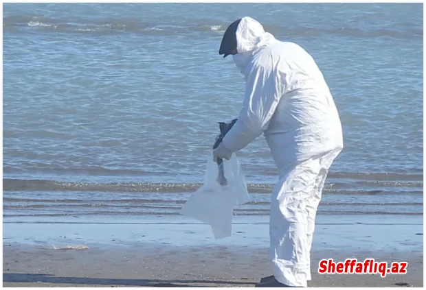 Dəniz kənarında tapılan quş cəsədlərində heyvan xəstəliyi aşkarlanmayıb- RƏSMİ