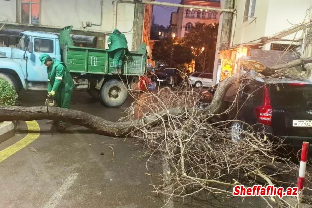 Son iki gündə güclü külək Bakıda 78 ağacı sındırıb