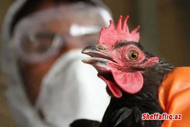 Azərbaycanda quş qripi və Nyukasl xəstəliyinə yoluxma halı aşkarlanmayıb