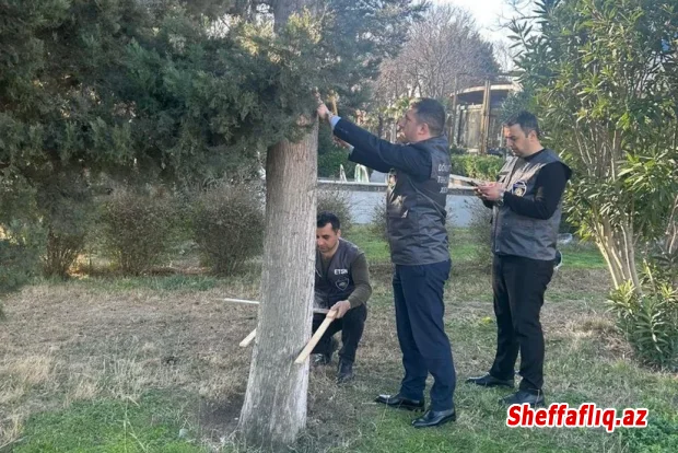 Bakıda ağacların nömrələnməsi və inventarlaşdırılması işləri davam etdirilir
