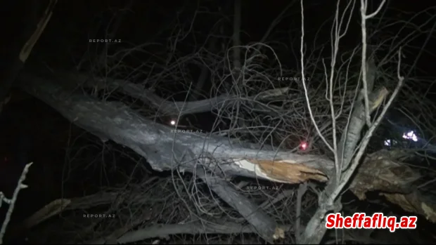 Güclü külək Mingəçevirdə fəsadlar törədib, bir neçə ağac aşıb