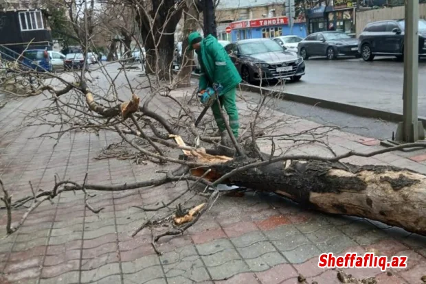 Güclü külək Bakıda 37 ağacı sındırıb
