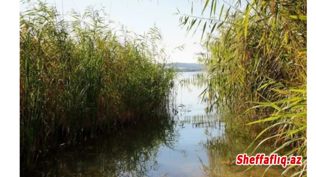 Qobustanda 9 yaşlı uşaq gölməçəyə düşərək ölüb