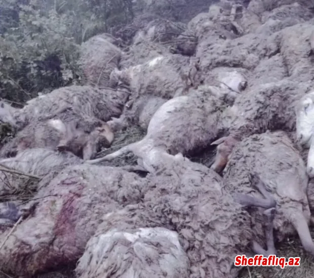 Daşkəsəndə sel 70-dən çox xırdabuynuzlu heyvanı tələf edib, evlərə ziyan vurub Daşkəsəndə sel 70-dən çox xırdabuynuzlu heyvanı tələf edib, evlərə ziyan vurub